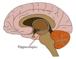 Brain diagram highlighting the hippocampus location